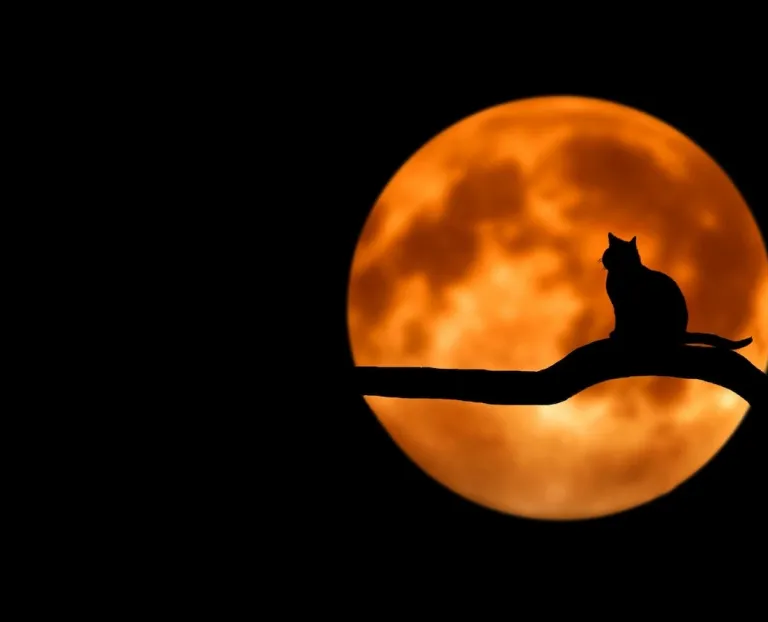 Silhouette of a cat at night in front of a full moon 
