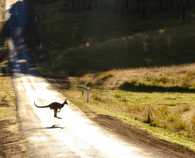 A kangaroo hopping across a road: Cyber security of Australian super funds under scrutiny