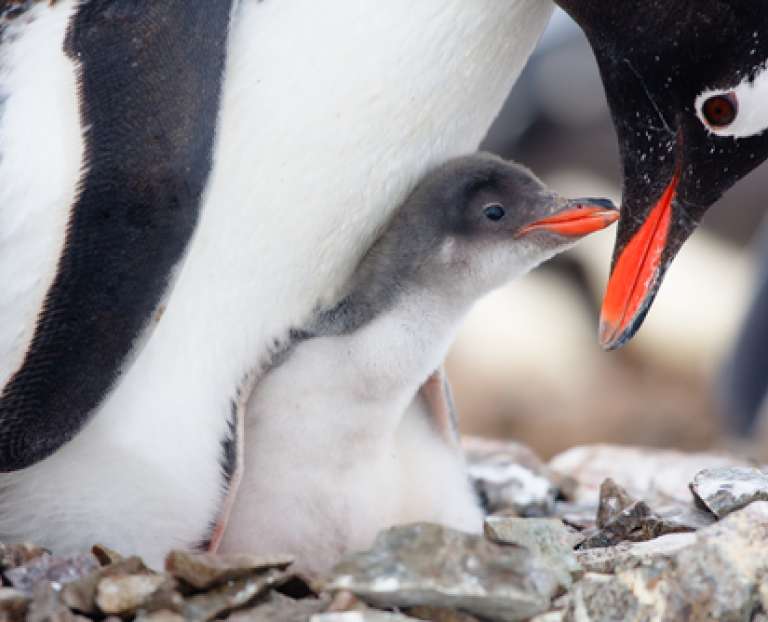 Penguin with its chick: 10 key questions to ask your global custodian