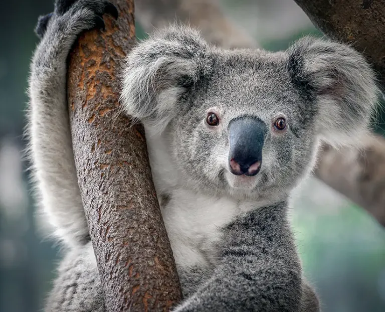 El regulador australiano se enfoca en el riesgo cibernético: Estándar CPS 234 de APRA 