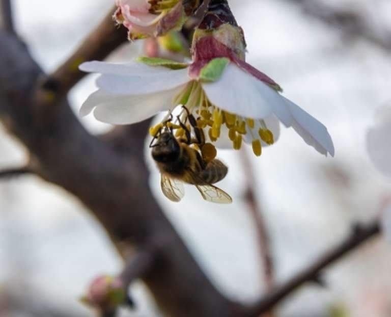 A bee pollinating a blossom: The essential role of fund administrators in investment funds