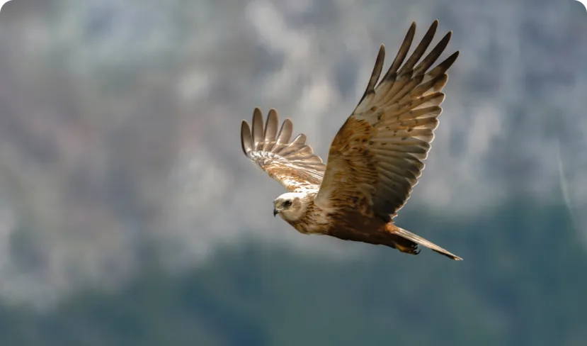 flying bird