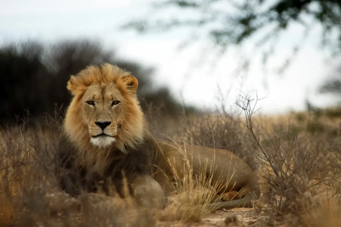 A young male lion. NIS 2 strengthens EU powers: Governance, Risk, Compliance, Cyber Regulation